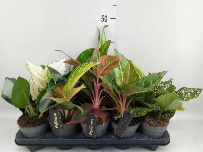 <h4>Aglaonema   ...</h4>