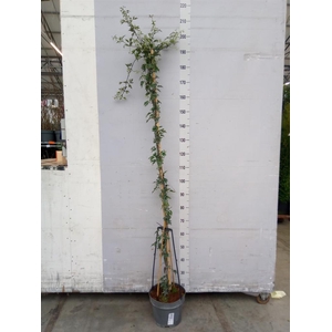 Clematis forst. 'Avalanche'