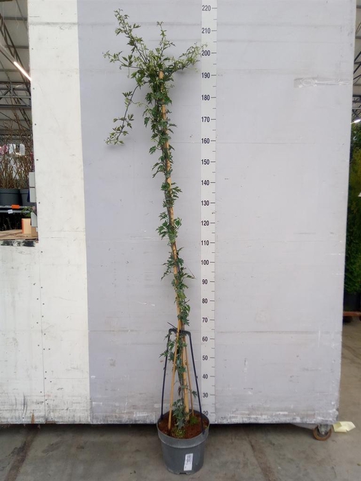 <h4>Clematis forst. 'Avalanche'</h4>