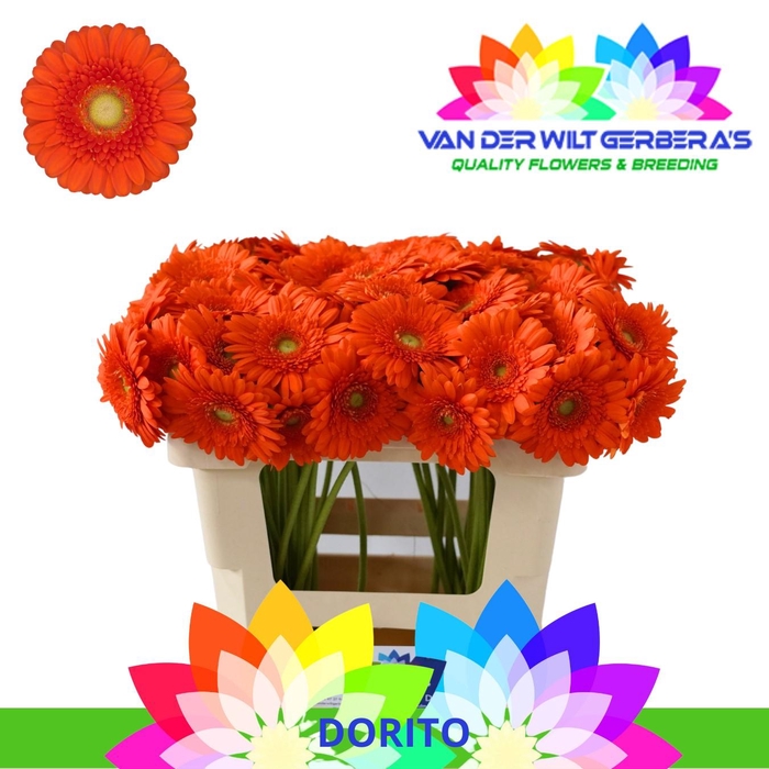 <h4>Germini Max Water</h4>