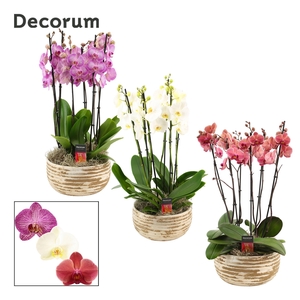 Luna 6 tak symphony mix (Deco-collection)