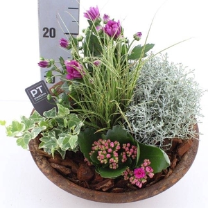 ARR TUINPLANTEN