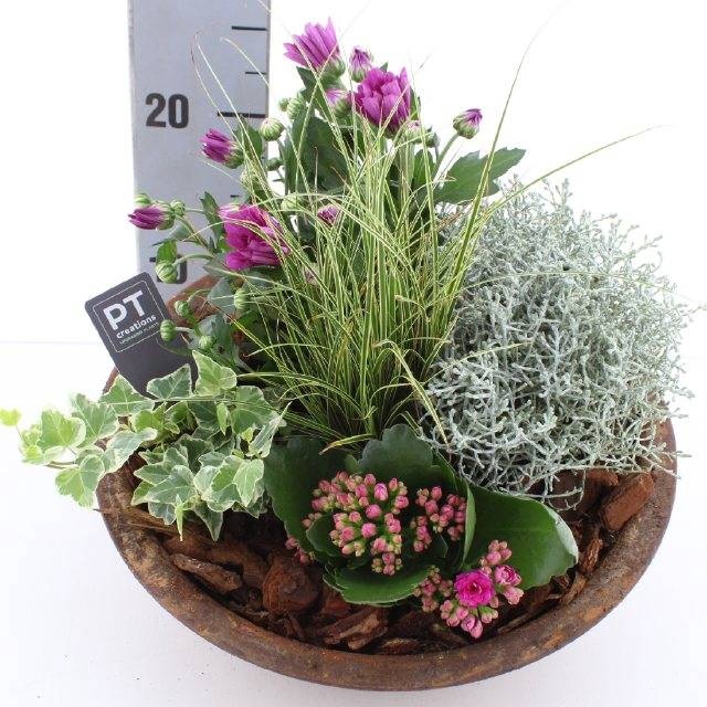 <h4>ARR TUINPLANTEN</h4>
