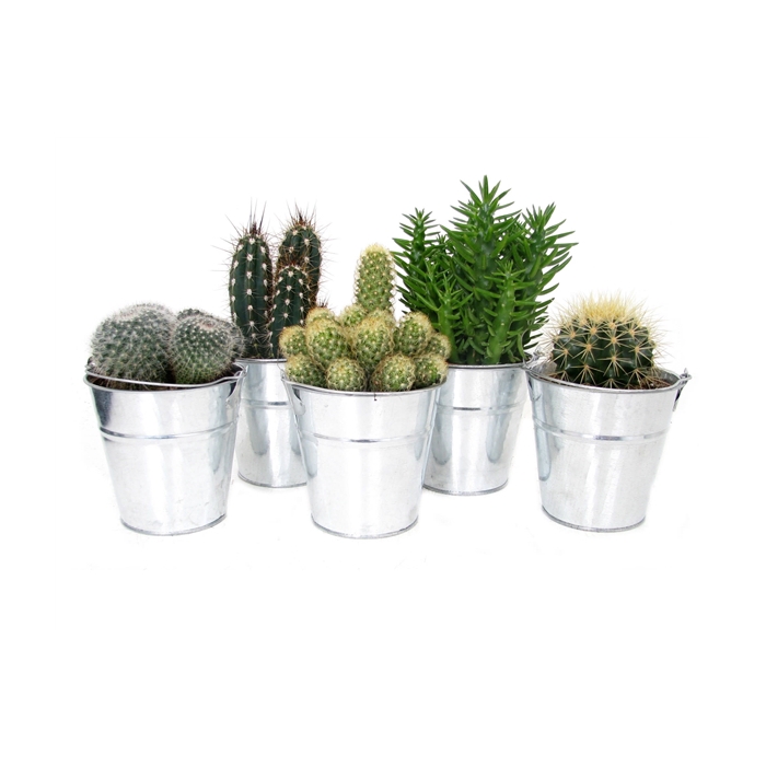 <h4>Cactus zinken emmer 12 cm</h4>