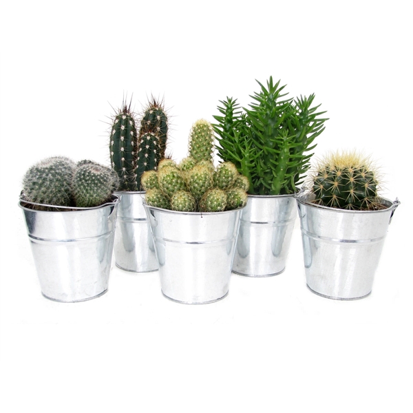 Cactus zinken emmer 12 cm