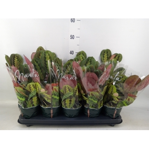 Maranta leuc. 'Fascinator'