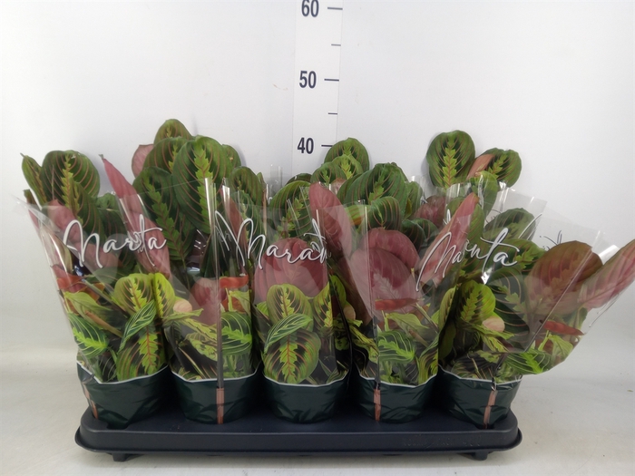 <h4>Maranta leuc. 'Fascinator'</h4>