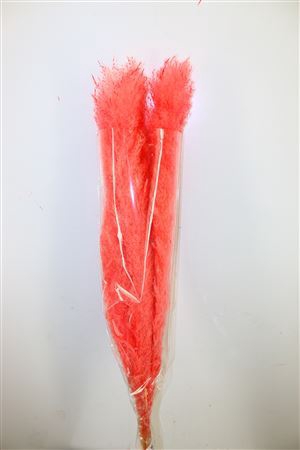 Dried Cortaderia Dadang Cerise 110cm