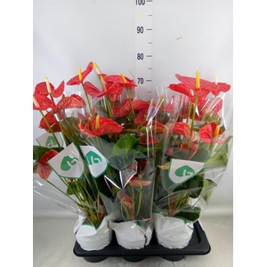 Anthurium andr. 'Arebo'