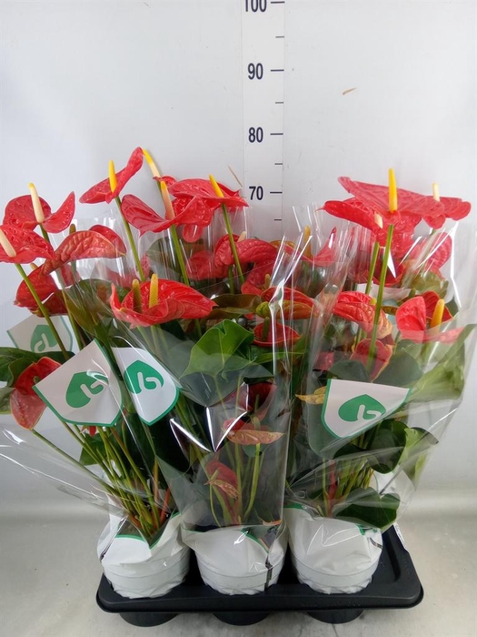 <h4>Anthurium andr. 'Arebo'</h4>
