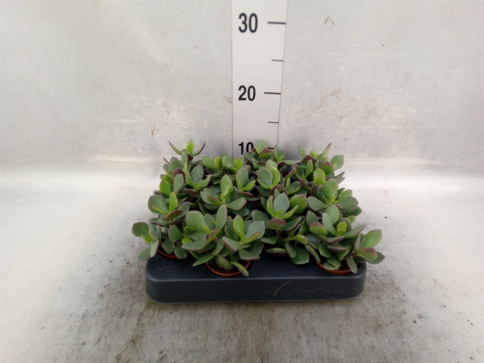 <h4>Crassula  'Minova Magic'</h4>