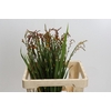 Crocosmia Red King