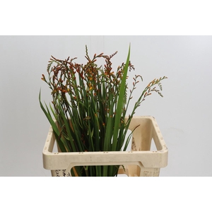 Crocosmia Red King