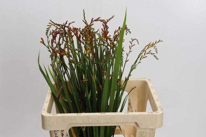 <h4>Crocosmia Red King</h4>