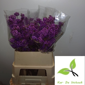 CALLICARPA BOD PROFU
