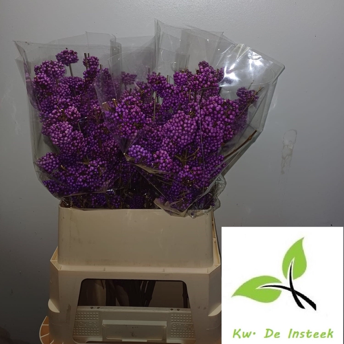 <h4>CALLICARPA BOD PROFU</h4>