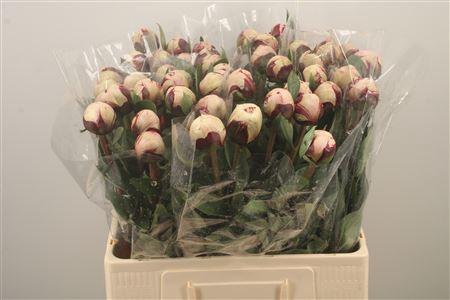 <h4>Paeo L Reine Hortens</h4>