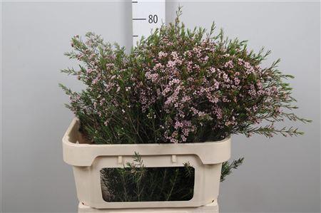 <h4>Chame Un Romi</h4>