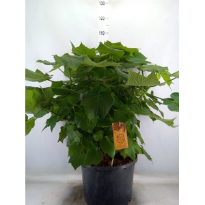 Sparrmannia africana