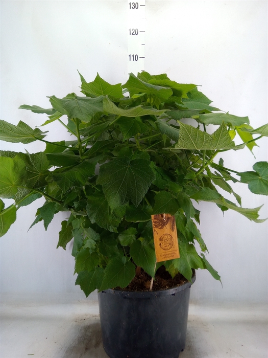 <h4>Sparrmannia africana</h4>