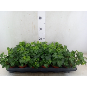 Hedera helix 'Wonder'
