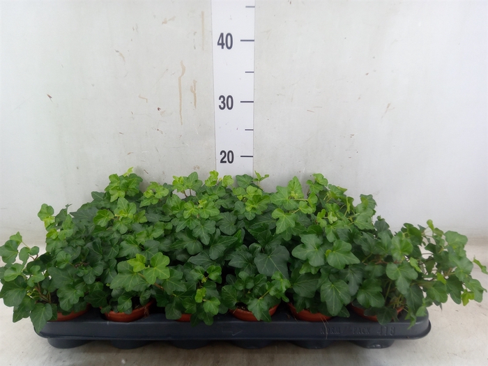 <h4>Hedera helix 'Wonder'</h4>