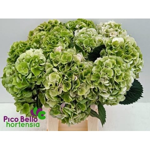 Hydrangea my beautiful pinktouch classic