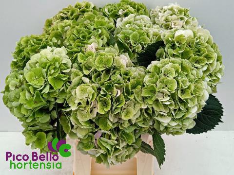 <h4>Hydrangea my beautiful pinktouch classic</h4>