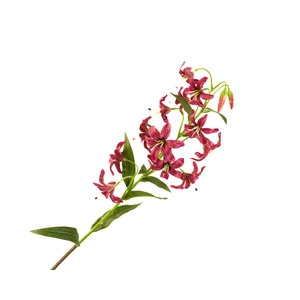 Lilium Botanical Cerise