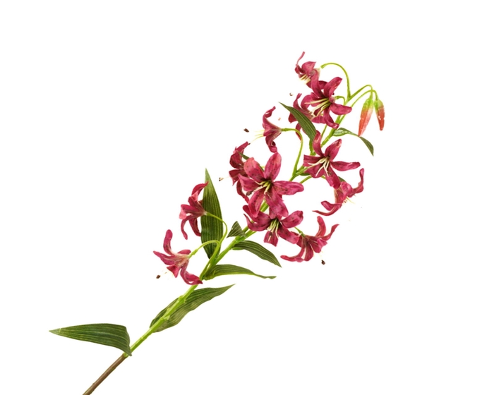 Lilium Botanical Cerise