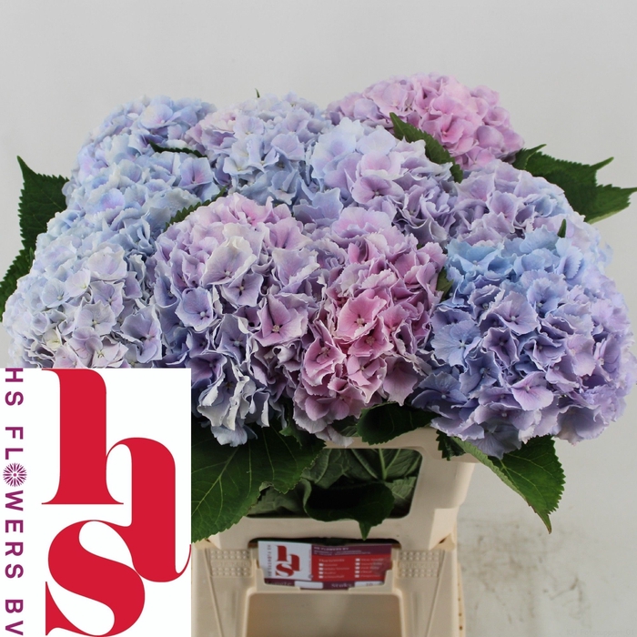 <h4>HYDR M CH VERENA BL</h4>