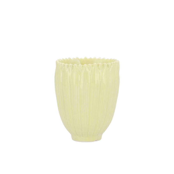 <h4>Bloom Daisy Dreamy Yellow Cup 8x8x9cmv Nm</h4>