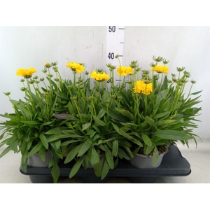 Coreopsis grand. 'Presto'