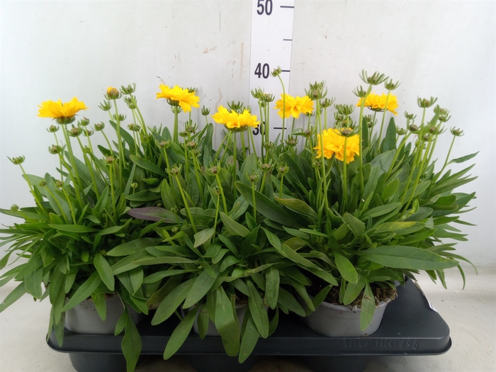 Coreopsis grand. 'Presto'