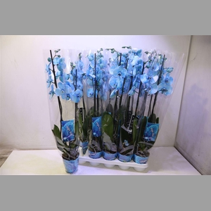 Phal Blue Wonder
