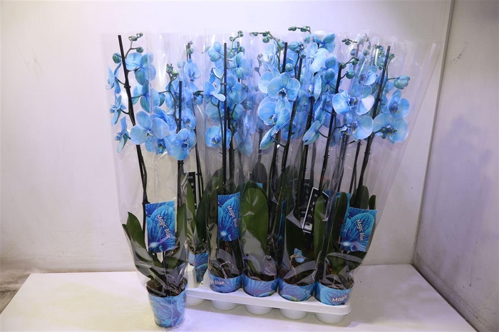 <h4>Phal Blue Wonder</h4>