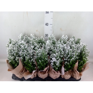 Chamaecyparis laws. 'Ellwoodii'