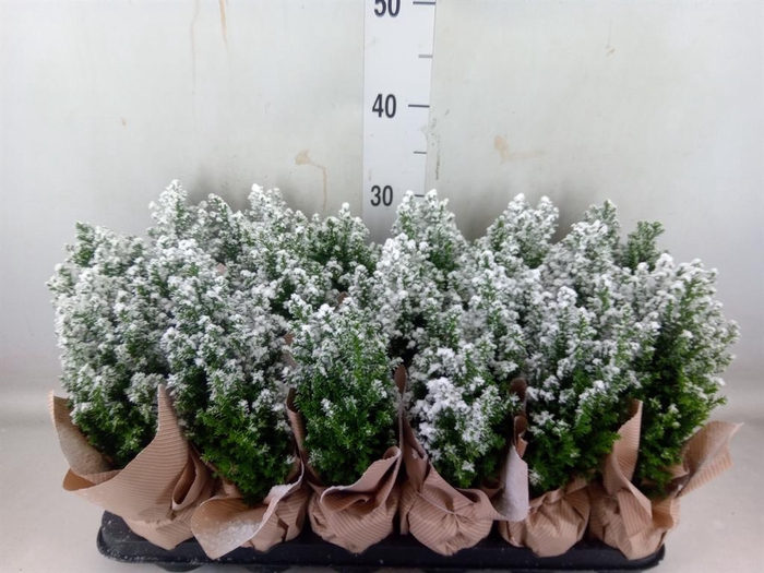 <h4>Chamaecyparis laws. 'Ellwoodii'</h4>