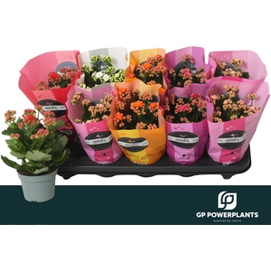 KAL GE PERF GEM 5 KL