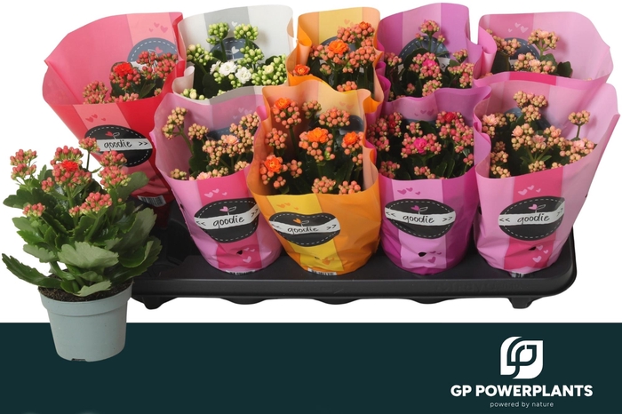 <h4>KAL GE PERF GEM 5 KL</h4>