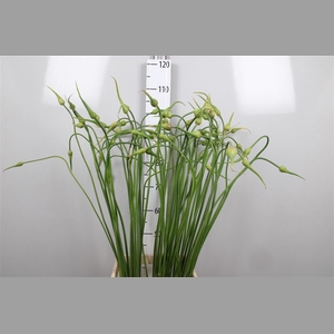 Allium Sat Ophioscor