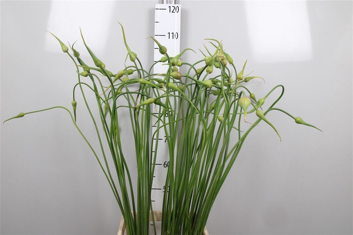 <h4>Allium Sat Ophioscor</h4>