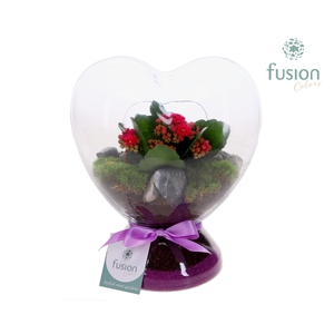 Green Bottle Hart helder met Kalanchoe