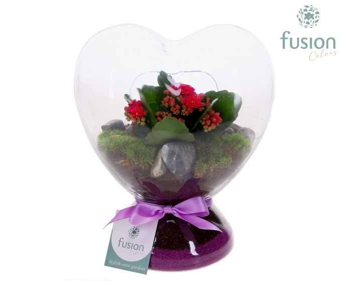 <h4>Green Bottle Hart helder met Kalanchoe</h4>