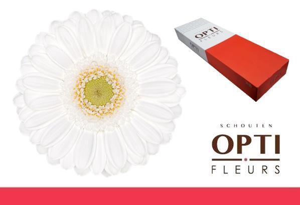 <h4>Germini Lobby Doos</h4>