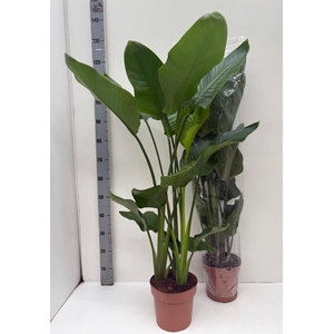 STRELITZIA NICOLAI