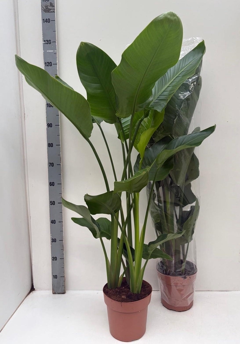 <h4>STRELITZIA NICOLAI</h4>