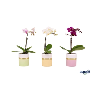 Dolomite Horizon Pastel Tiny Dolls Mix 1T7+ Aqu@