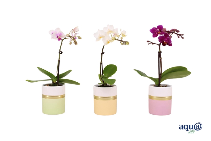 <h4>Dolomite Horizon Pastel Tiny Dolls Mix 1T7+ Aqu@</h4>