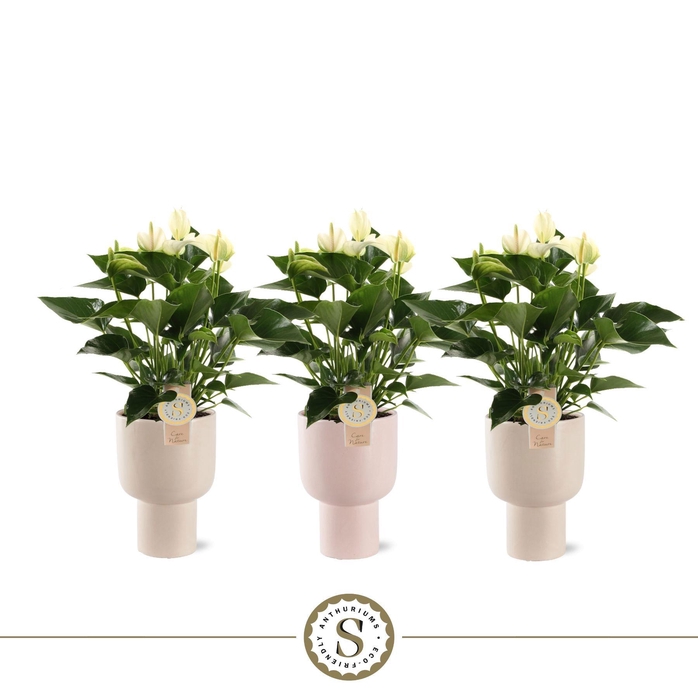 <h4>Roma Keramiek White</h4>